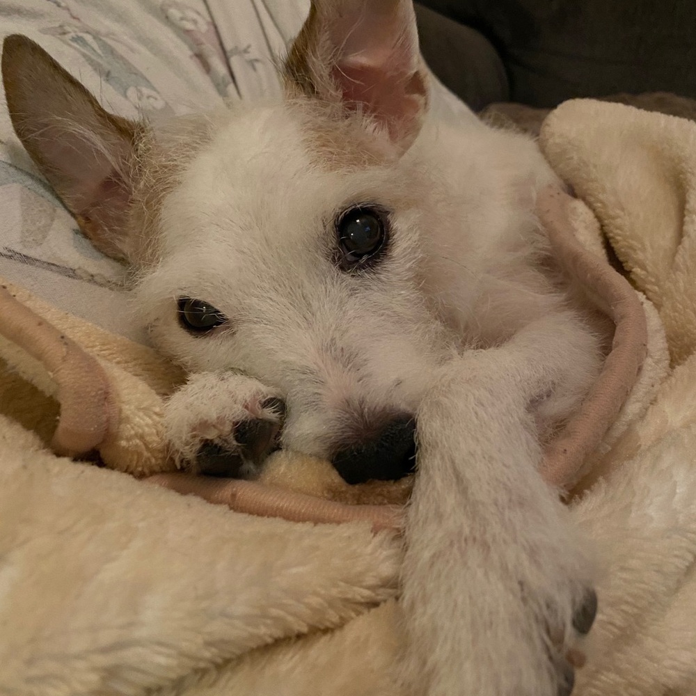 Meet your Posher, Ash